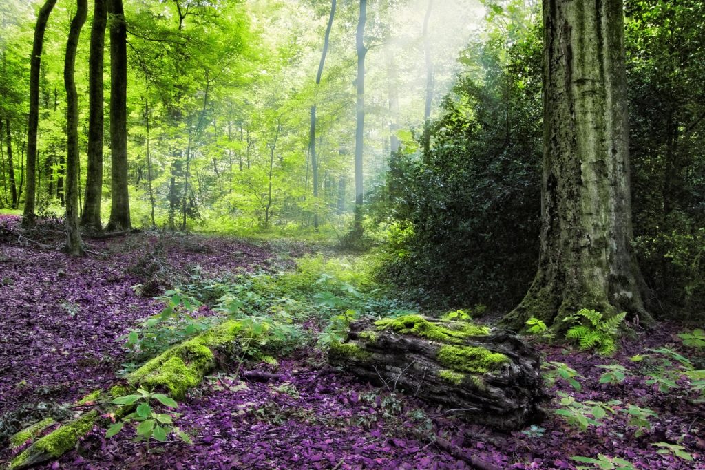 baume-herbst-wald-landschaft